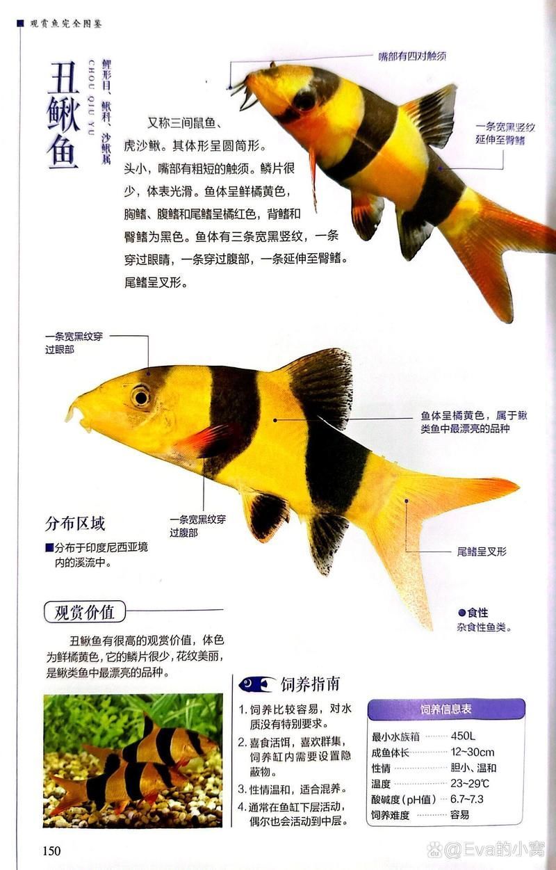 祥龍魚場的三間鼠魚質(zhì)量如何？，祥龍魚場是否有三間鼠魚？如何判斷三間鼠魚的質(zhì)量？