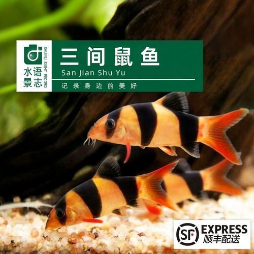 祥龍魚場的三間鼠魚質(zhì)量如何？，祥龍魚場是否有三間鼠魚？如何判斷三間鼠魚的質(zhì)量？
