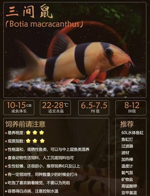 祥龍魚場的三間鼠魚質(zhì)量如何？，祥龍魚場是否有三間鼠魚？如何判斷三間鼠魚的質(zhì)量？