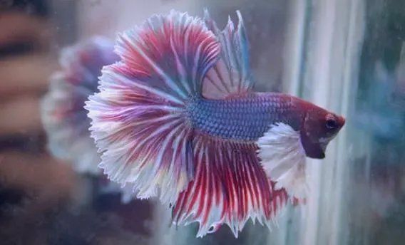魚受傷后需要哪些護(hù)理，玖柒錢多多,魚受傷后多久會自然愈合，有哪些藥物可以治療魚傷 魚受傷后需要哪些護(hù)理，玖柒錢多多,魚受傷后多久會自然愈合，有哪些藥物可以治療魚傷 龍魚百科 第2張