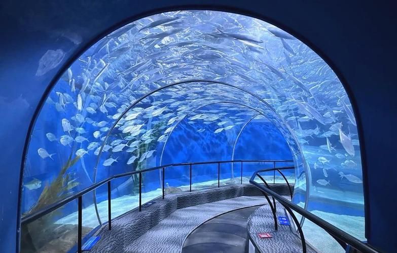 上海海洋水族館的開放時間是，上海海洋水族館夜場游玩攻略