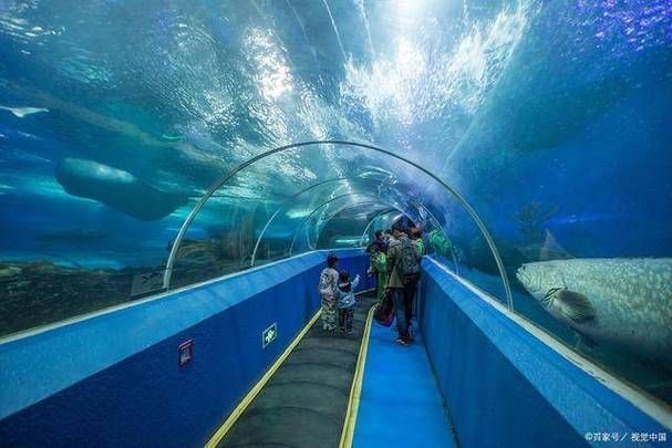 上海海洋水族館的開放時間是，上海海洋水族館夜場游玩攻略