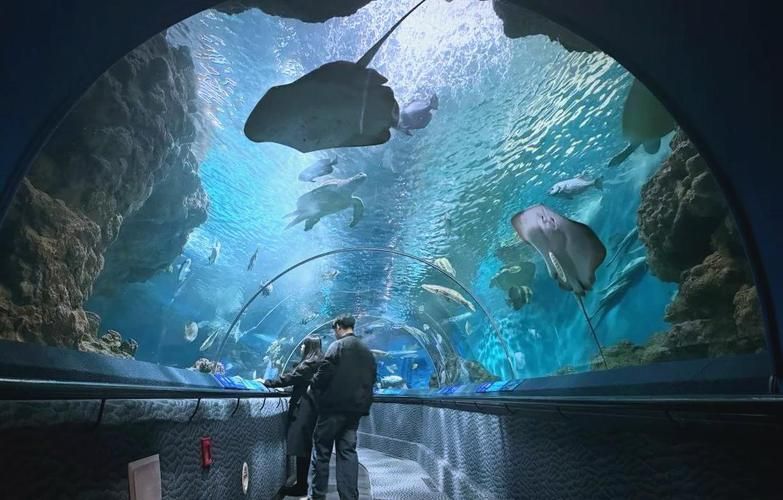 上海海洋水族館的開放時間是，上海海洋水族館夜場游玩攻略