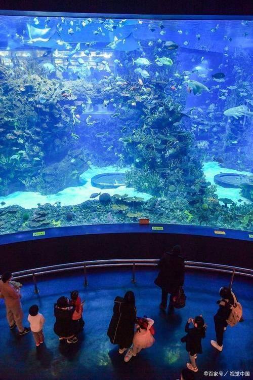 上海海洋水族館的開放時間是，上海海洋水族館夜場游玩攻略