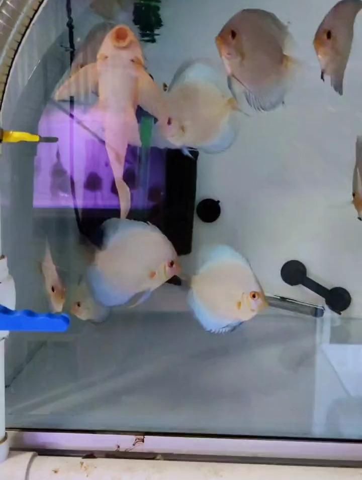 七彩神仙魚蒙眼有哪些治療方法，七彩神仙魚蒙眼怎么治療