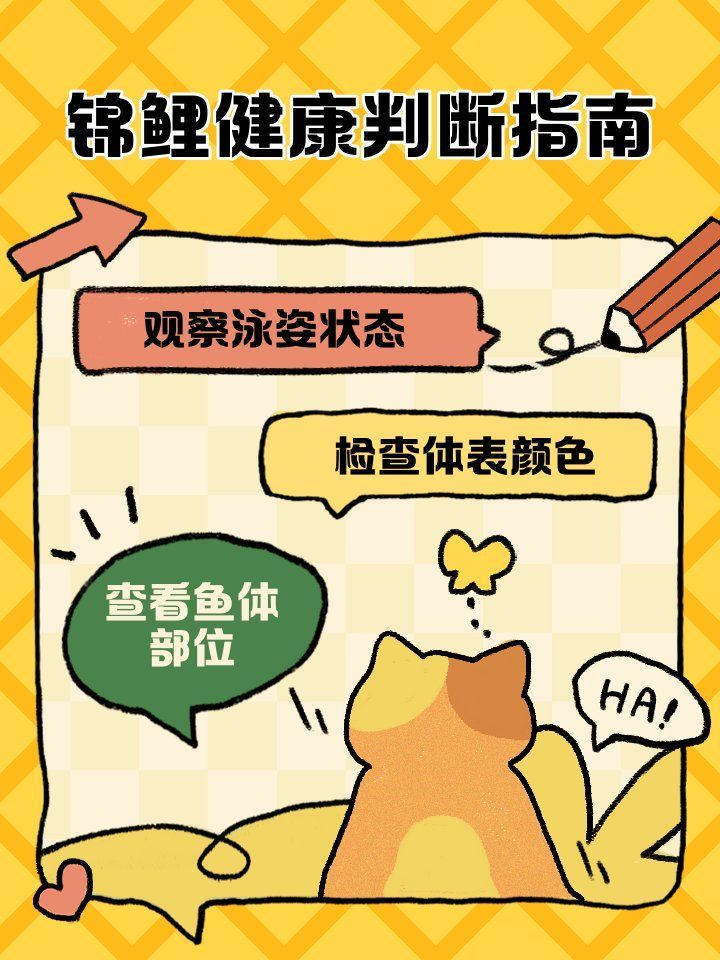 如何挑選高質量的錦鯉魚，挑選高質量的錦鯉魚的關鍵步驟