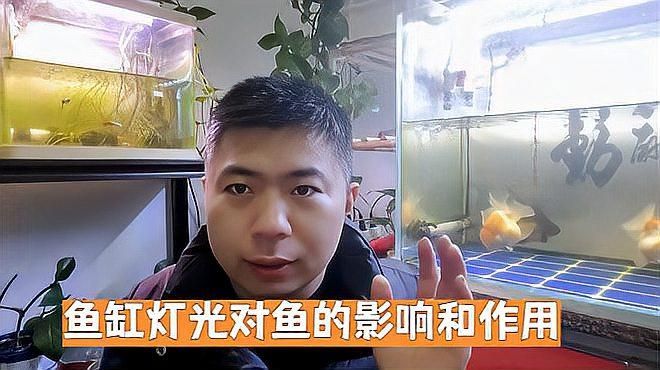 魚缸燈擺放會影響魚嗎？，燈擺放對魚的影響是一個值得探討的話題，魚缸燈擺放對魚的影響 魚缸燈擺放會影響魚嗎？，燈擺放對魚的影響是一個值得探討的話題，魚缸燈擺放對魚的影響 龍魚百科