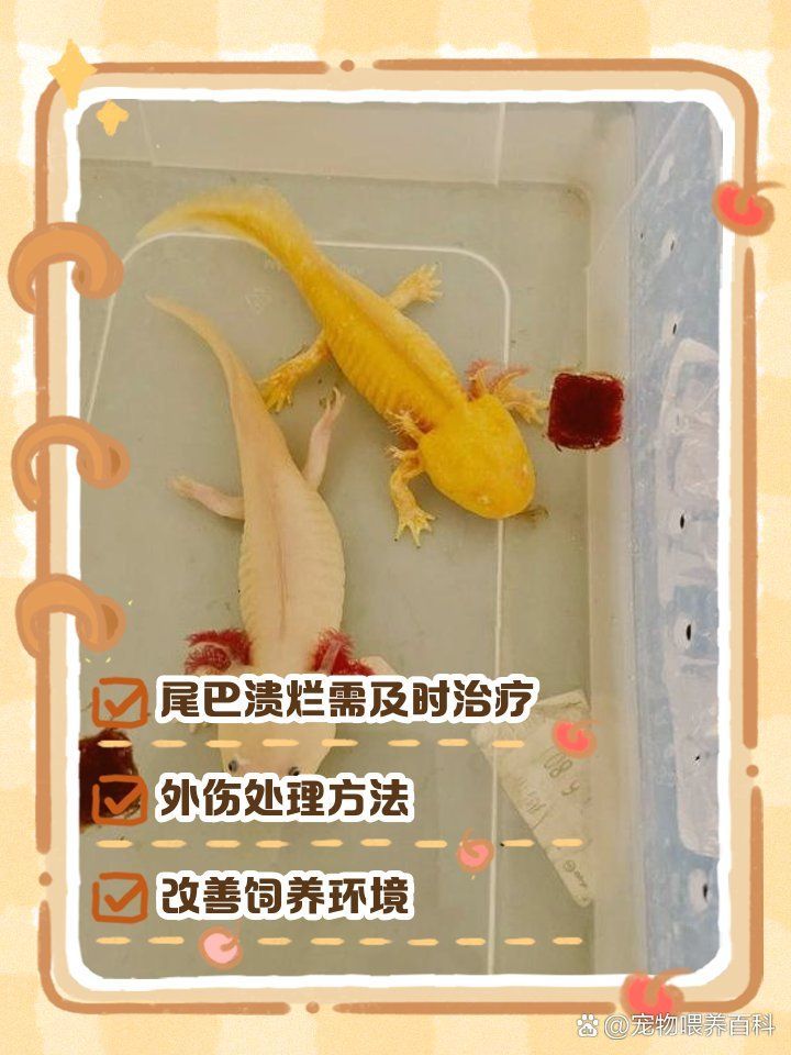 龍魚尾巴被咬爛后多久會恢復，龍魚尾巴被咬爛后恢復時間因個體差異而異，如何判斷是否恢復健康