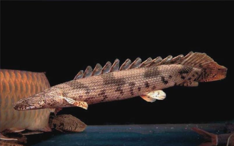 如何鑒別真假虎斑恐龍魚？，如何鑒別虎斑恐龍魚