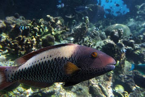 如何判斷龍魚眼白霧是否好轉？，如何判斷龍魚眼睛好轉