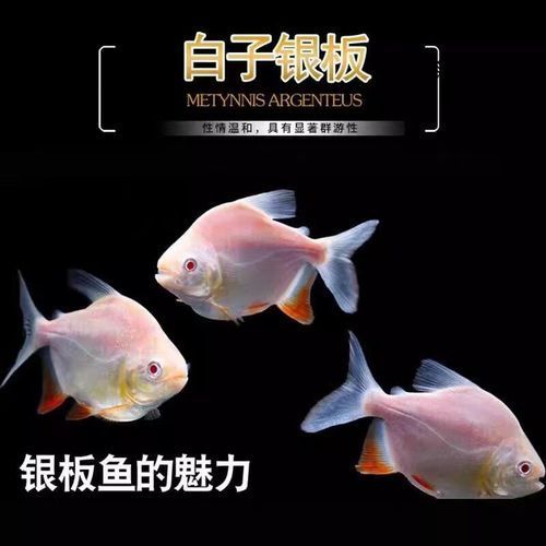 白子銀板魚(yú)和龍魚(yú)混養(yǎng)需要哪些設(shè)備，白子銀板魚(yú)與龍魚(yú)混養(yǎng)所需要的設(shè)備配置要求匯總