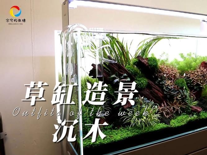 白子銀板魚(yú)和龍魚(yú)混養(yǎng)需要哪些設(shè)備，白子銀板魚(yú)與龍魚(yú)混養(yǎng)所需要的設(shè)備配置要求匯總