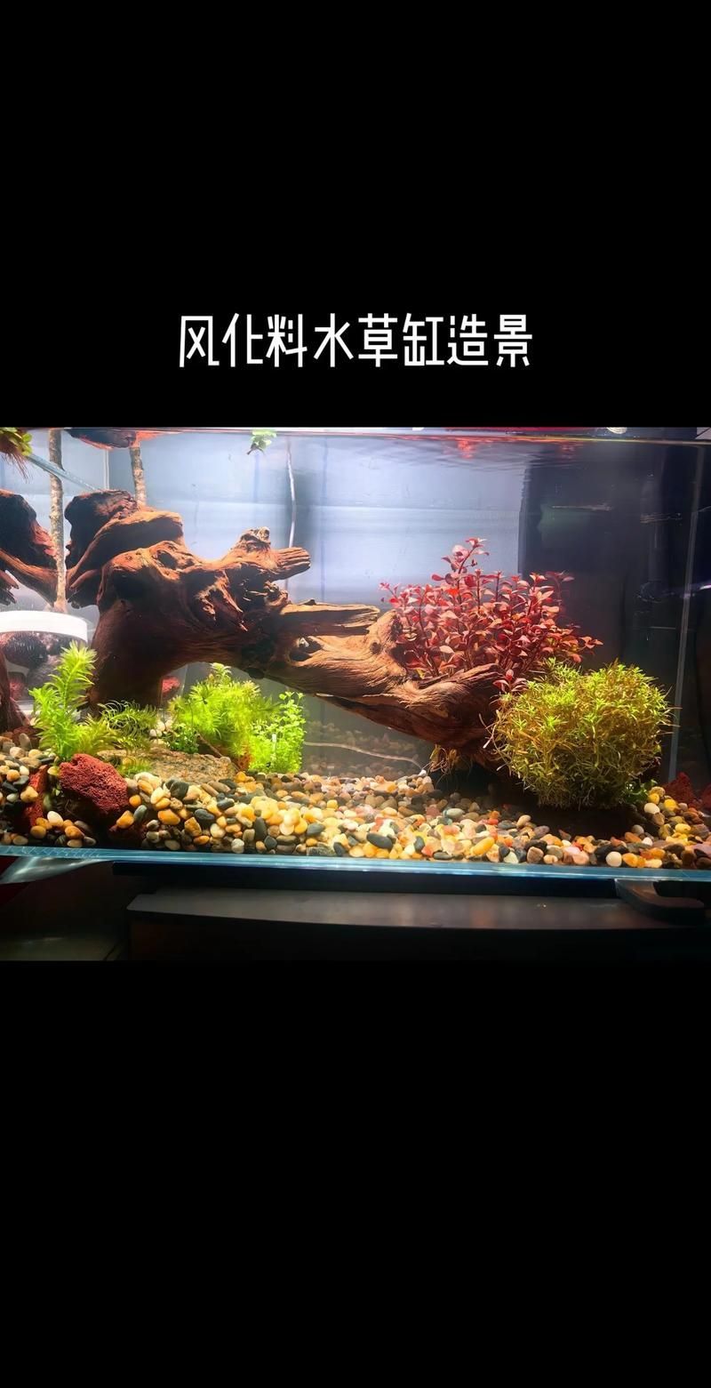 白子銀板魚(yú)和龍魚(yú)混養(yǎng)需要哪些設(shè)備，白子銀板魚(yú)與龍魚(yú)混養(yǎng)所需要的設(shè)備配置要求匯總