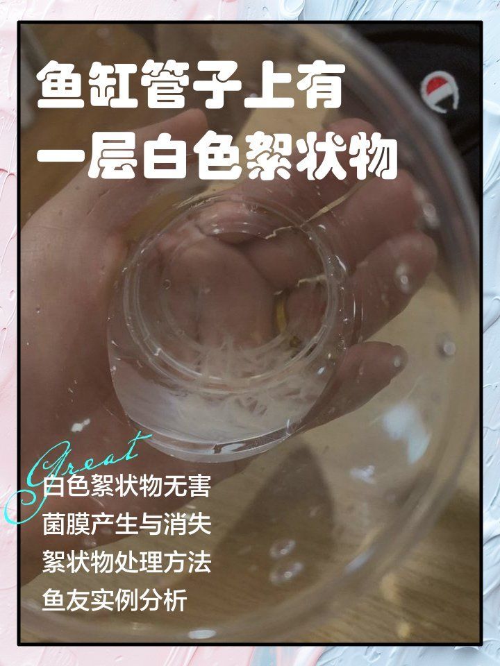 魚缸中白色絮狀物會自行消失嗎？，魚缸中白色絮狀物會自行消失嗎，如何預防魚缸中的白色絮狀物 魚缸中白色絮狀物會自行消失嗎？，魚缸中白色絮狀物會自行消失嗎，如何預防魚缸中的白色絮狀物 龍魚百科 第1張