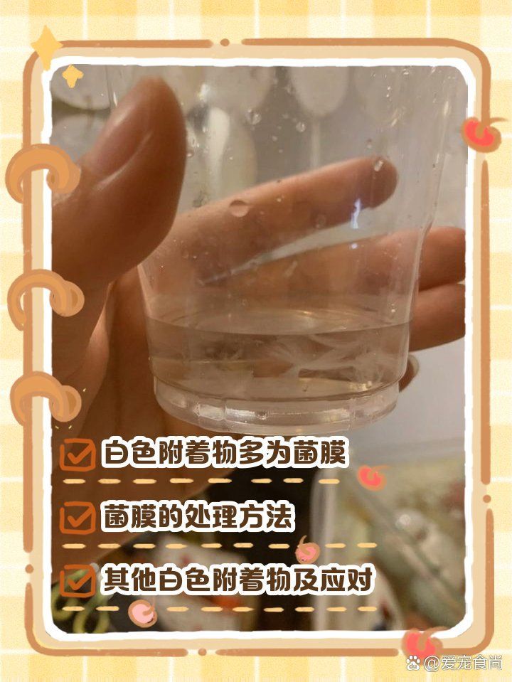 魚缸中白色絮狀物會自行消失嗎？，魚缸中白色絮狀物會自行消失嗎，如何預防魚缸中的白色絮狀物 魚缸中白色絮狀物會自行消失嗎？，魚缸中白色絮狀物會自行消失嗎，如何預防魚缸中的白色絮狀物 龍魚百科 第2張
