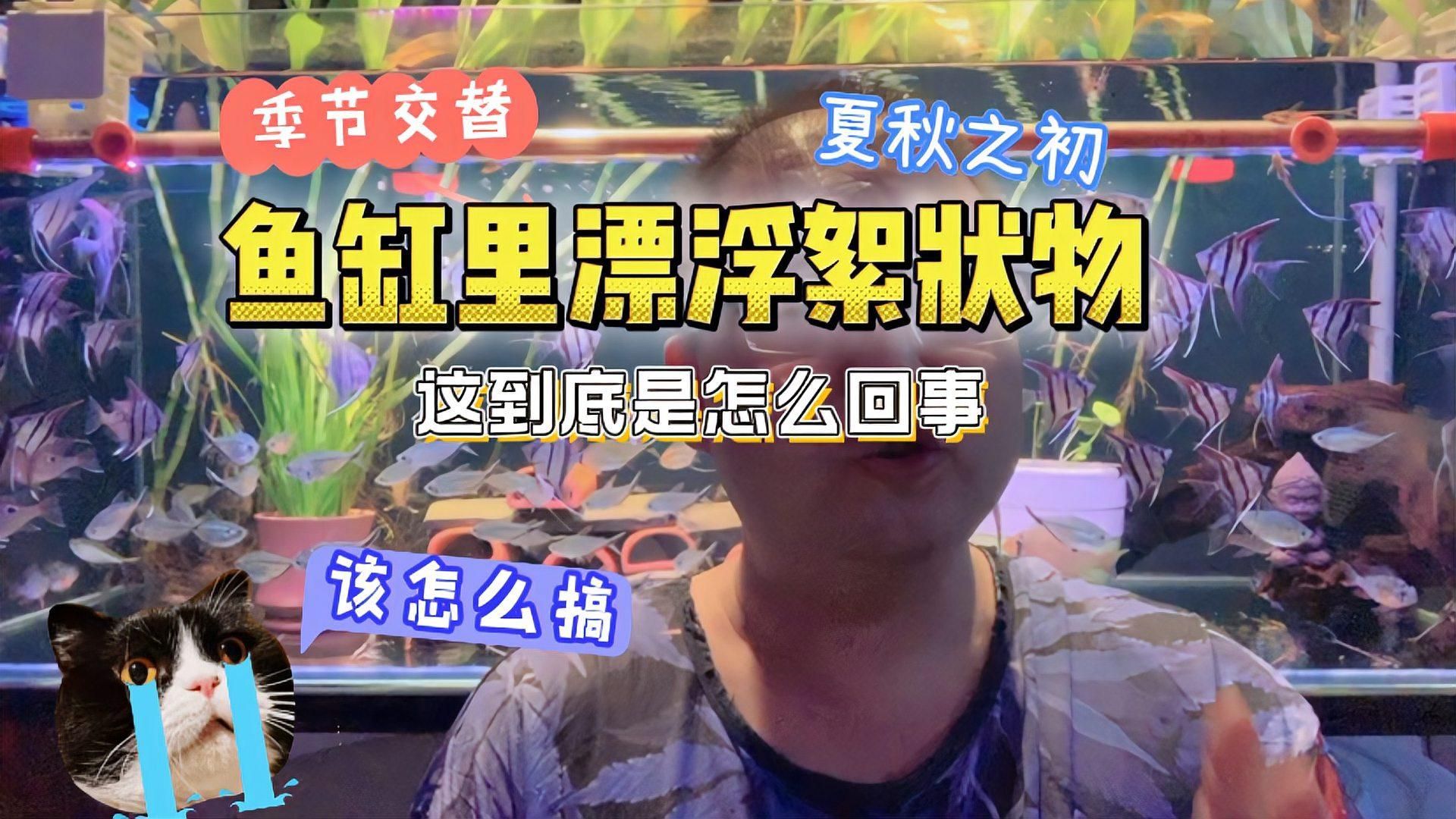 魚缸中白色絮狀物會自行消失嗎？，魚缸中白色絮狀物會自行消失嗎，如何預防魚缸中的白色絮狀物 魚缸中白色絮狀物會自行消失嗎？，魚缸中白色絮狀物會自行消失嗎，如何預防魚缸中的白色絮狀物 龍魚百科 第3張