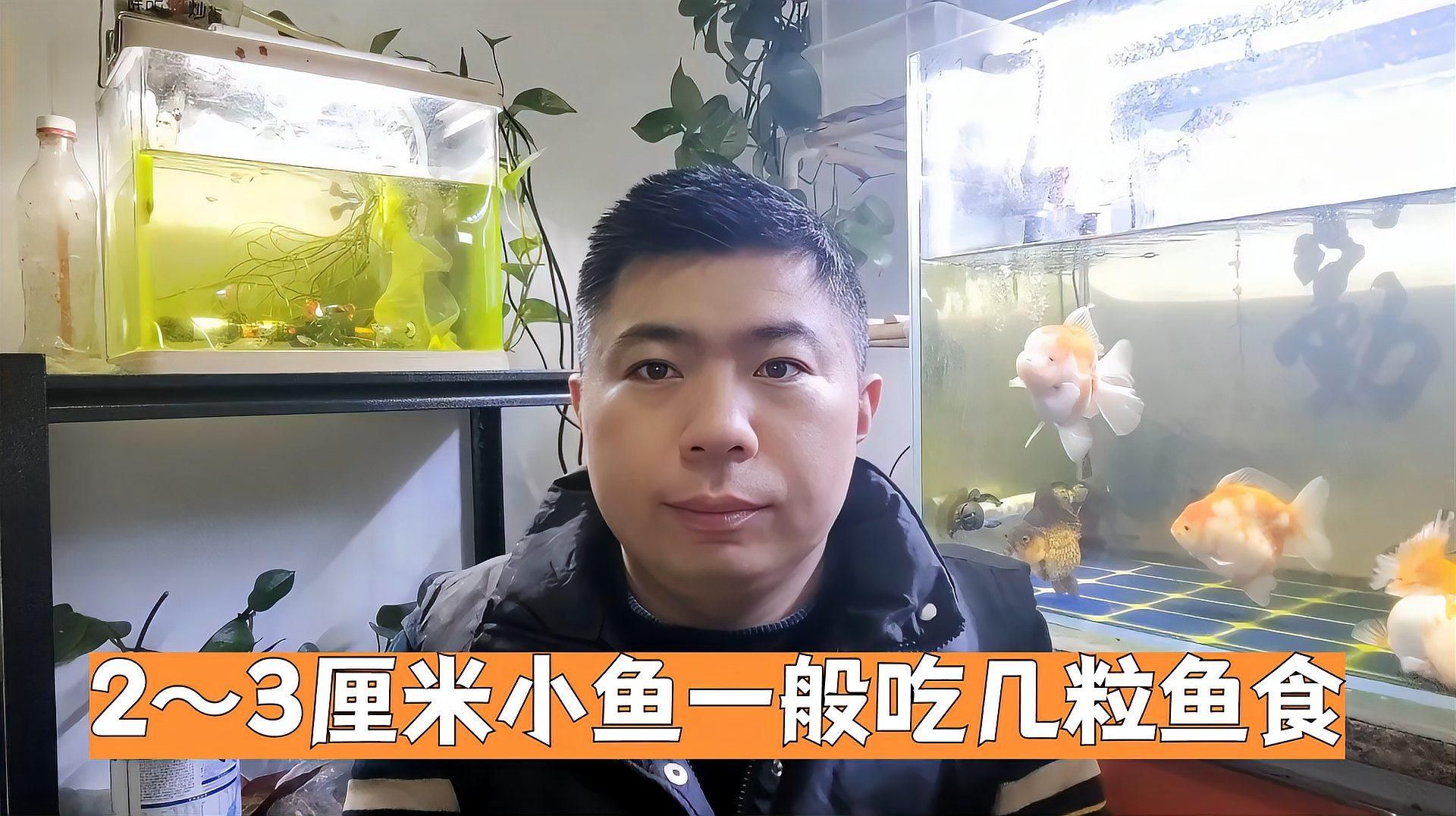 2～3厘米小魚一天喂幾次，2～3厘米小魚一般吃幾粒魚食 2～3厘米小魚一天喂幾次，2～3厘米小魚一般吃幾粒魚食 龍魚百科 第2張