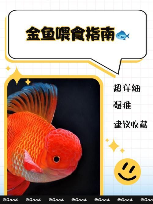 除了上述食物，金龍魚還能吃什么？，金龍魚weekly喂食計劃表