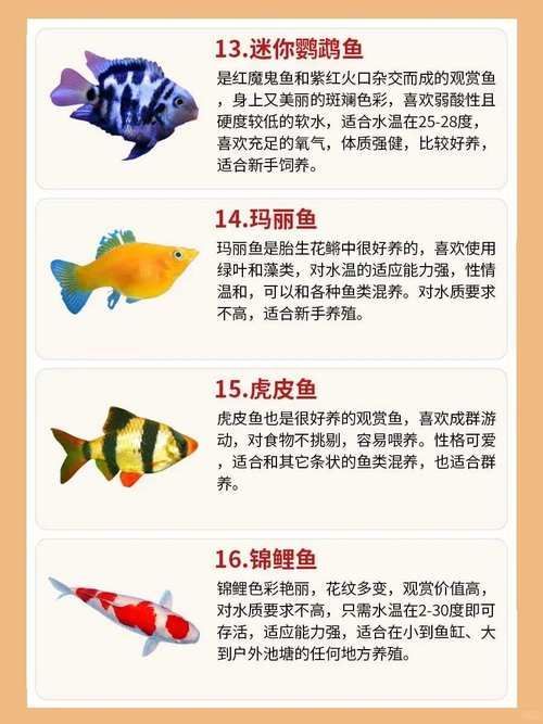 除了上述食物，金龍魚還能吃什么？，金龍魚weekly喂食計劃表