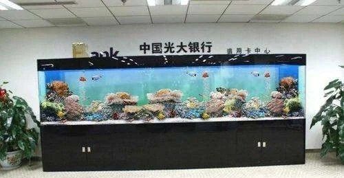 龍魚魚缸最佳材質(zhì)是什么，龍魚飼養(yǎng)魚缸選擇全攻略