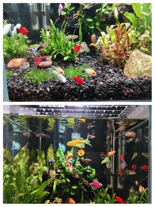給我推薦幾款適合兇猛魚的魚缸，為兇猛魚選擇合適的魚缸時，您需要考慮到幾個關鍵因素