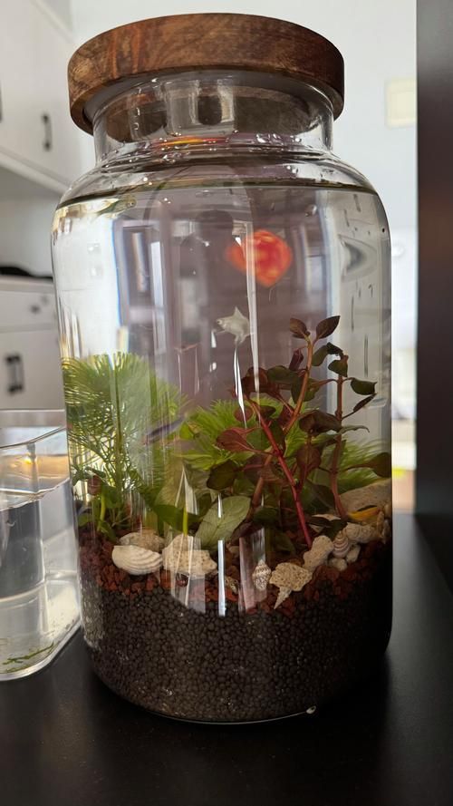 給我推薦幾款適合兇猛魚的魚缸，為兇猛魚選擇合適的魚缸時，您需要考慮到幾個關鍵因素