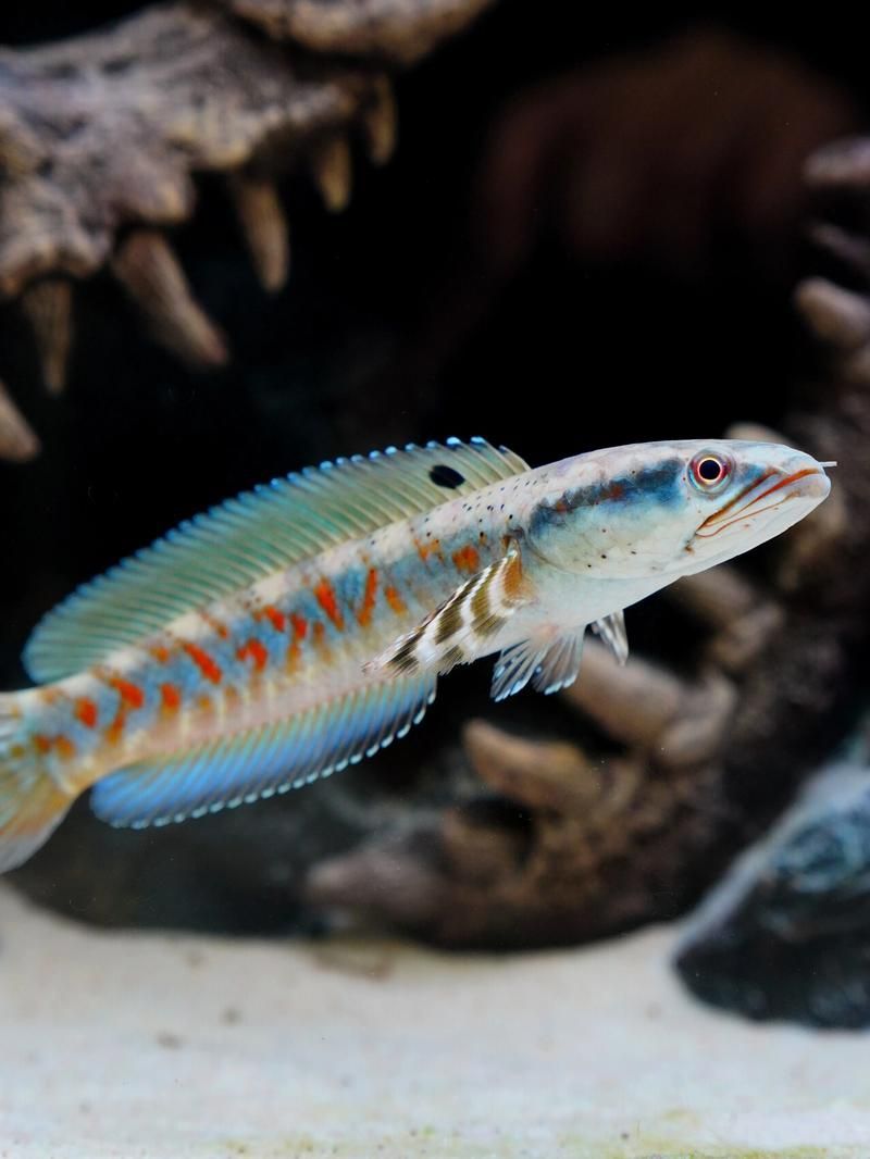 給我推薦幾款適合兇猛魚的魚缸，為兇猛魚選擇合適的魚缸時，您需要考慮到幾個關鍵因素