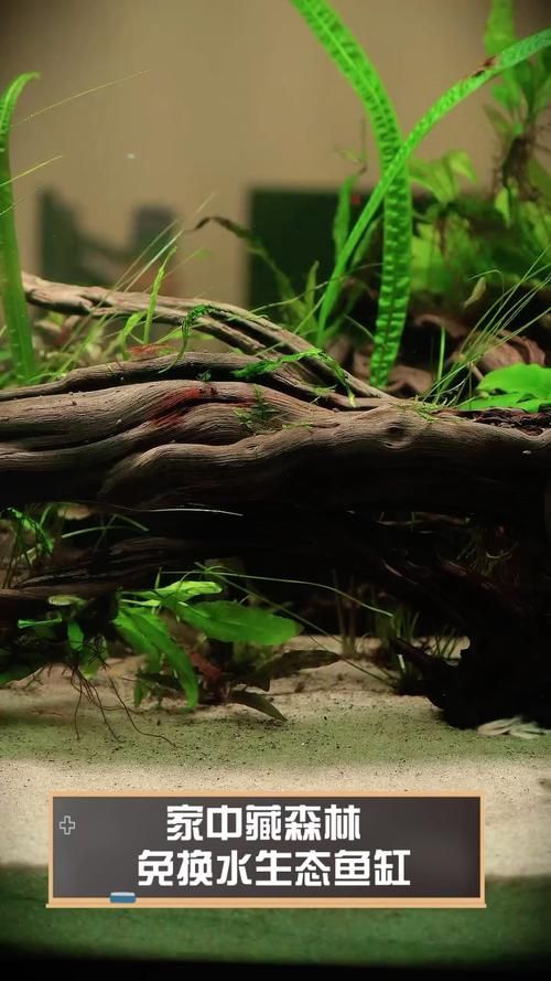 給我推薦幾款適合兇猛魚的魚缸，為兇猛魚選擇合適的魚缸時，您需要考慮到幾個關鍵因素