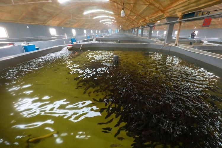 大田龍魚的市場(chǎng)需求如何？，大田龍魚的市場(chǎng)需求