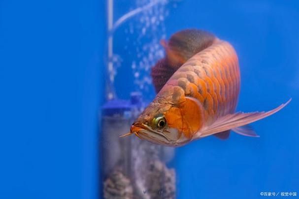 大田龍魚的市場(chǎng)需求如何？，大田龍魚的市場(chǎng)需求