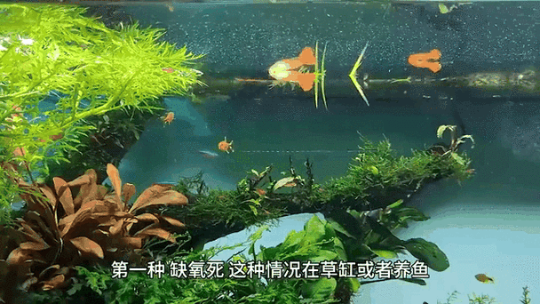 動態紅龍魚壁紙推薦，動態紅龍魚壁紙 動態紅龍魚壁紙推薦，動態紅龍魚壁紙 龍魚百科 第2張