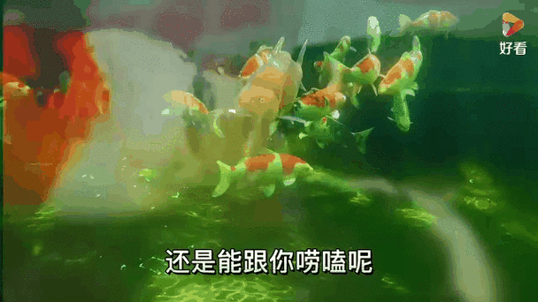 動態紅龍魚壁紙推薦，動態紅龍魚壁紙 動態紅龍魚壁紙推薦，動態紅龍魚壁紙 龍魚百科 第8張