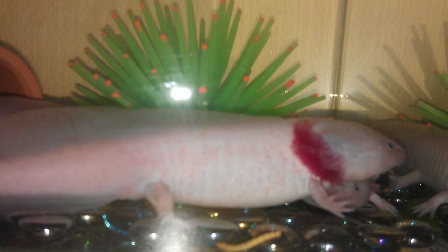 如何區(qū)分龍魚是否感染水霉病或白點病？，關于龍魚感染水霉病與白點病