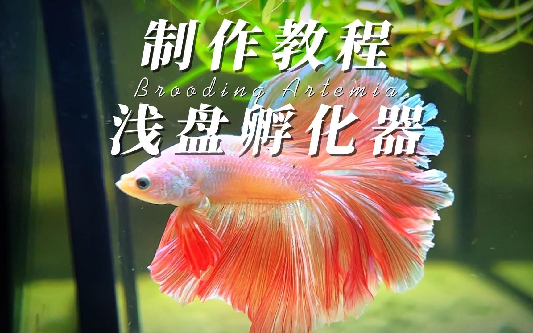豐年蝦無節幼體如何孵化，豐年蝦無節幼體多久不進食， 豐年蝦無節幼體如何孵化，豐年蝦無節幼體多久不進食， 龍魚百科 第2張