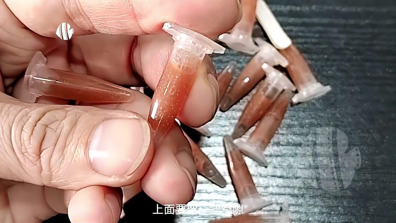 豐年蝦無節幼體如何孵化，豐年蝦無節幼體多久不進食， 豐年蝦無節幼體如何孵化，豐年蝦無節幼體多久不進食， 龍魚百科 第1張