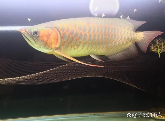 哪個品種的紅龍魚發色效果最好，什么品種的紅龍魚發色效果最好 哪個品種的紅龍魚發色效果最好，什么品種的紅龍魚發色效果最好 龍魚百科 第13張