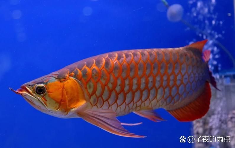 哪個品種的紅龍魚發色效果最好，什么品種的紅龍魚發色效果最好 哪個品種的紅龍魚發色效果最好，什么品種的紅龍魚發色效果最好 龍魚百科 第11張