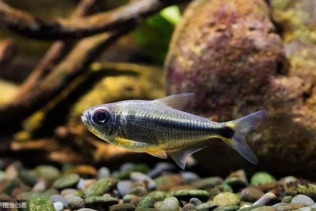 龍魚立鱗最怕三個藥物，“龍魚立鱗最怕三個藥物脫落甚至全缸死亡