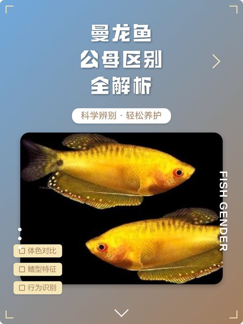 如何區分曼龍魚的公母，如何區分曼龍魚公母