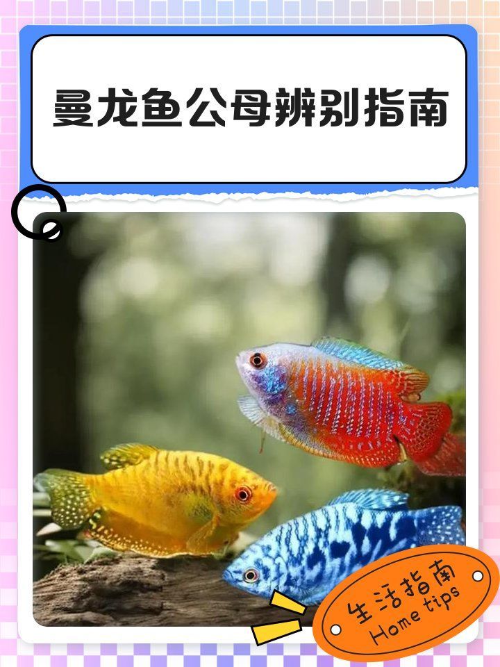 如何區分曼龍魚的公母，如何區分曼龍魚公母