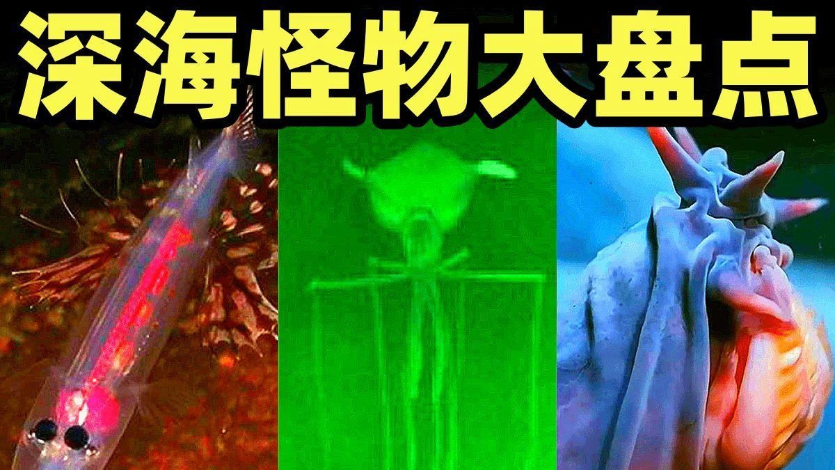 海洋不明生物中哪個最具有研究價值，格陵蘭鯊魚的研究