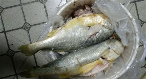 如何判斷龍魚是否需要換飼料？，**觀察龍魚需要換飼料主要依據(jù)以下幾個(gè)方面