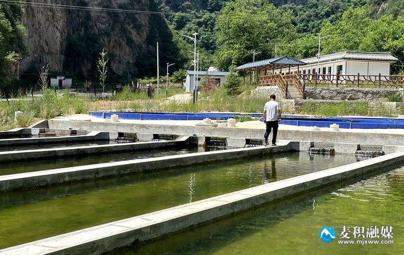 麥積龍魚的營養價值，甘肅天水麥積山地區養殖冷水魚（虹鱒/金鱒）的營養數據