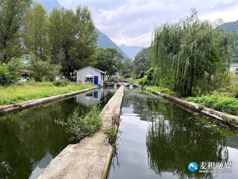 麥積龍魚的營養價值，甘肅天水麥積山地區養殖冷水魚（虹鱒/金鱒）的營養數據