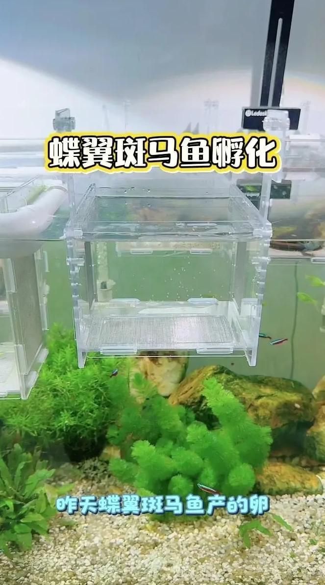 斑馬魚繁殖后如何護理，斑馬魚繁殖后的護理時間表，新手必看， 斑馬魚繁殖后如何護理，斑馬魚繁殖后的護理時間表，新手必看， 龍魚百科 第1張