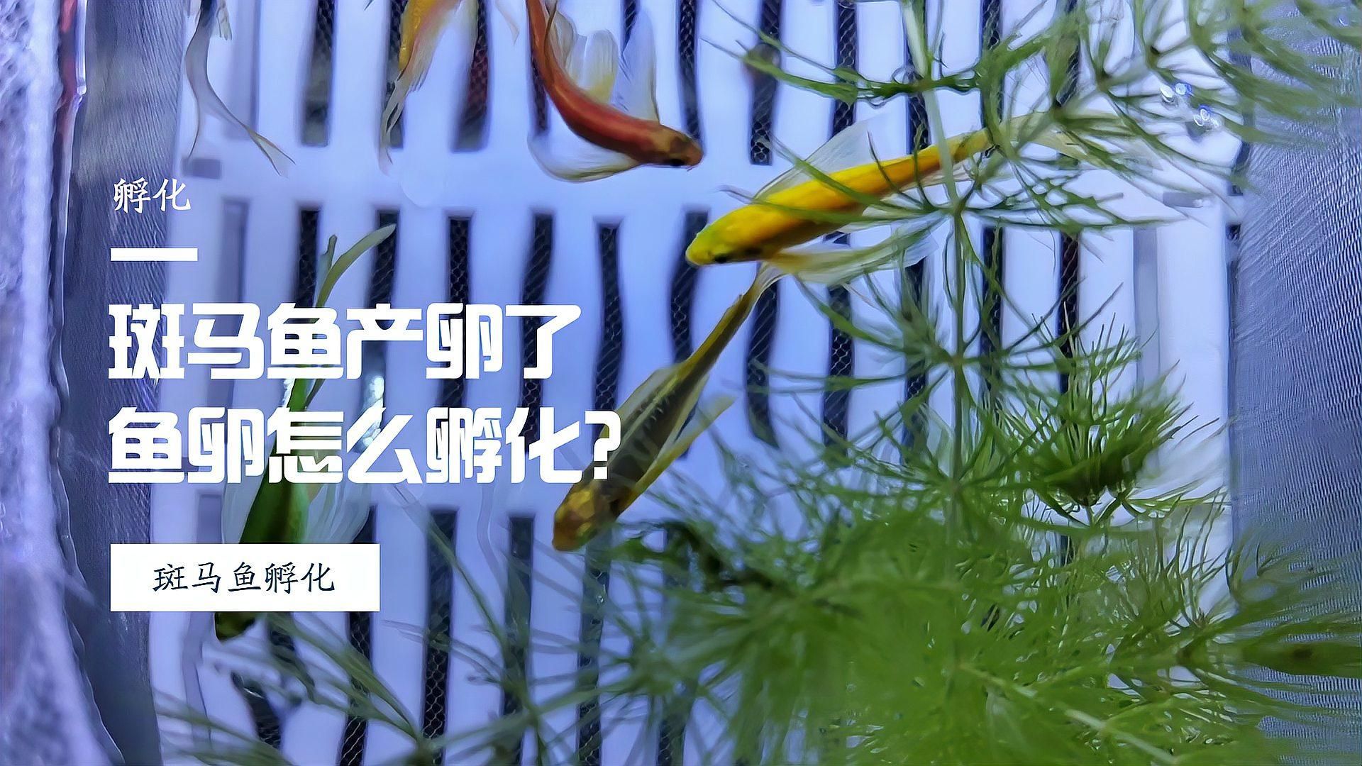 斑馬魚繁殖后如何護理，斑馬魚繁殖后的護理時間表，新手必看， 斑馬魚繁殖后如何護理，斑馬魚繁殖后的護理時間表，新手必看， 龍魚百科 第2張