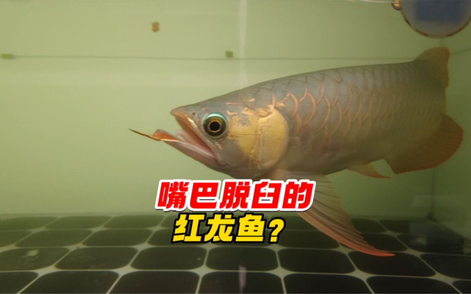 龍魚嘴部缺口多久能恢復？，龍魚嘴部受傷的恢復情況