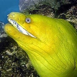 給我一張龍魚嘴巴的圖片，神秘的淡水觀賞魚龍魚嘴巴的詳細解析（約1000字）