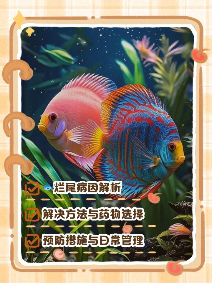 龍魚爛鰭爛尾會自愈嗎，寵物研究社，如何預防龍魚爛鰭爛鱗