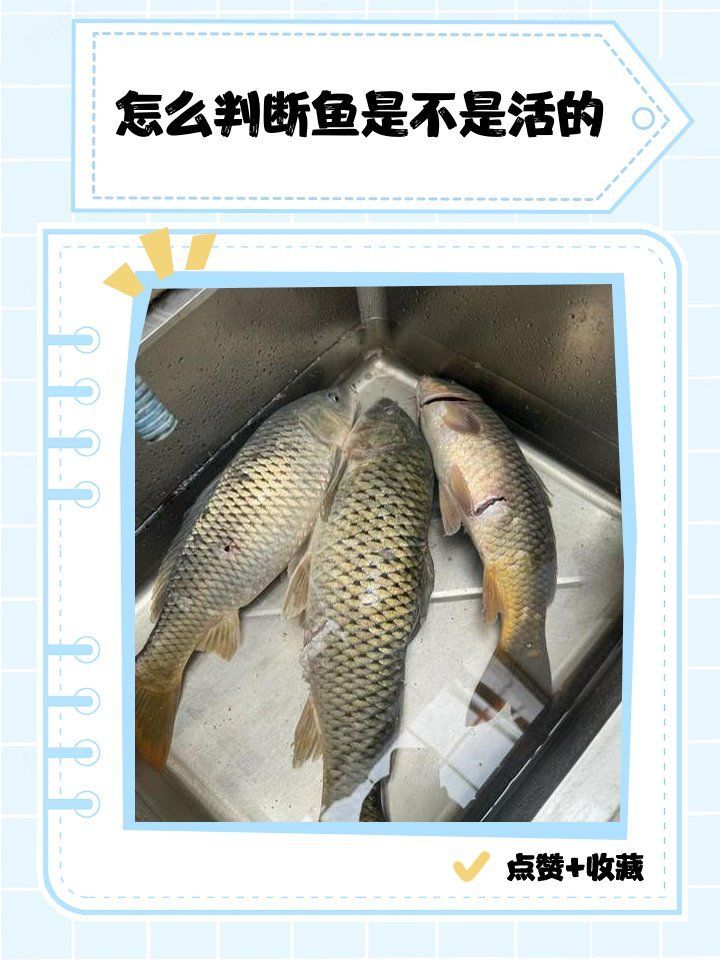 如何判斷魚是否還活著，如何判斷魚是否還活著，如何判斷魚是否還活著的方法 如何判斷魚是否還活著，如何判斷魚是否還活著，如何判斷魚是否還活著的方法 龍魚百科 第2張